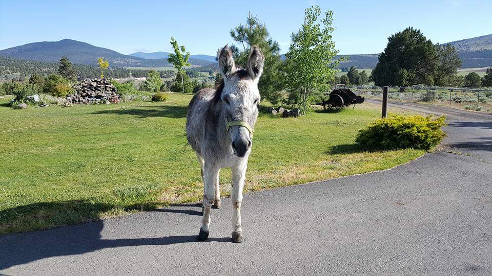 Home - Klamath Animal Shelter/Large Animal Division